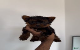 Yorkshire Terrier dogs for sale: Snuggles - Image 2