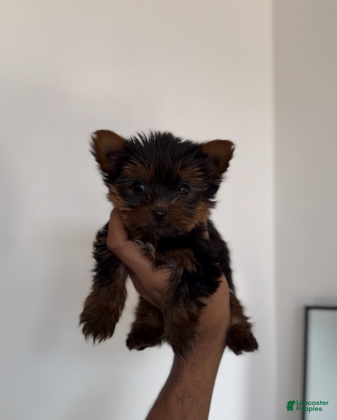 Yorkshire Terrier dogs for sale: Snuggles - Image 2