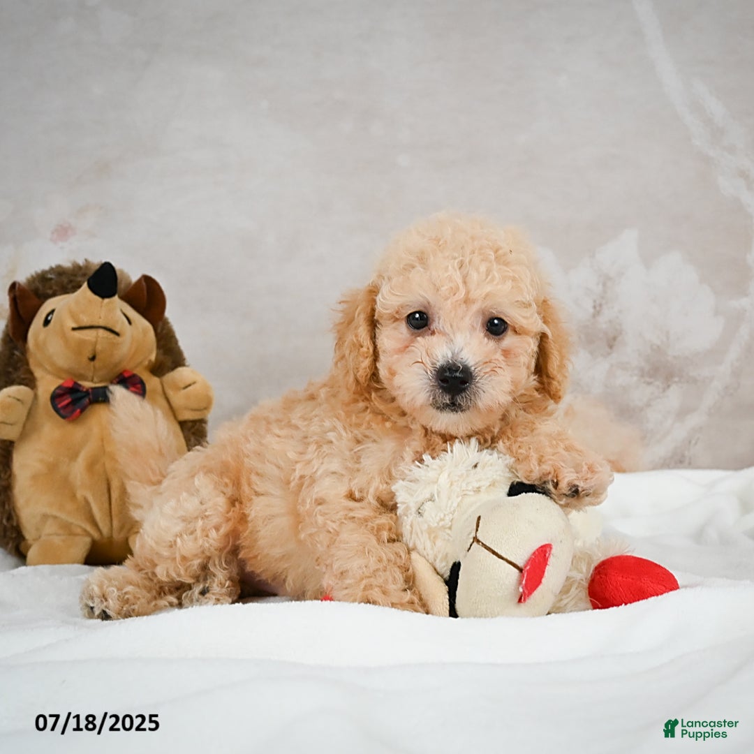 Bichpoo dogs for sale: Dillon - Image 8