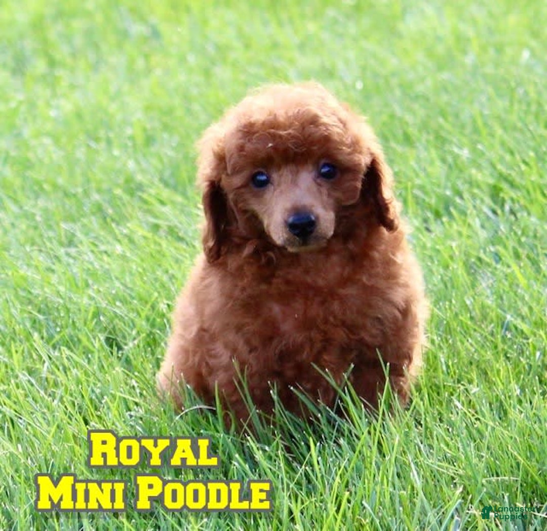 Miniature Poodle dogs for sale: Royal - Image 1