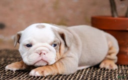 English Bulldog dogs for sale: Micah - Image 5