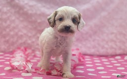 Cavapoo dogs for sale: Forky - Image 4
