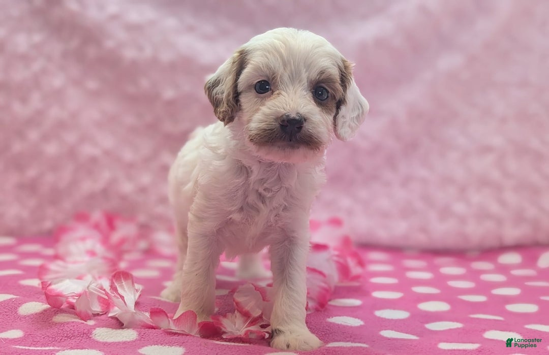 Cavapoo dogs for sale: Forky - Image 4