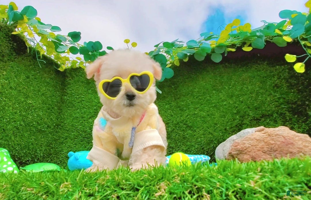 Maltipoo dogs for sale: Cookie - Image 4