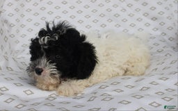 Shihpoo dogs for sale: Sailor - Image 5