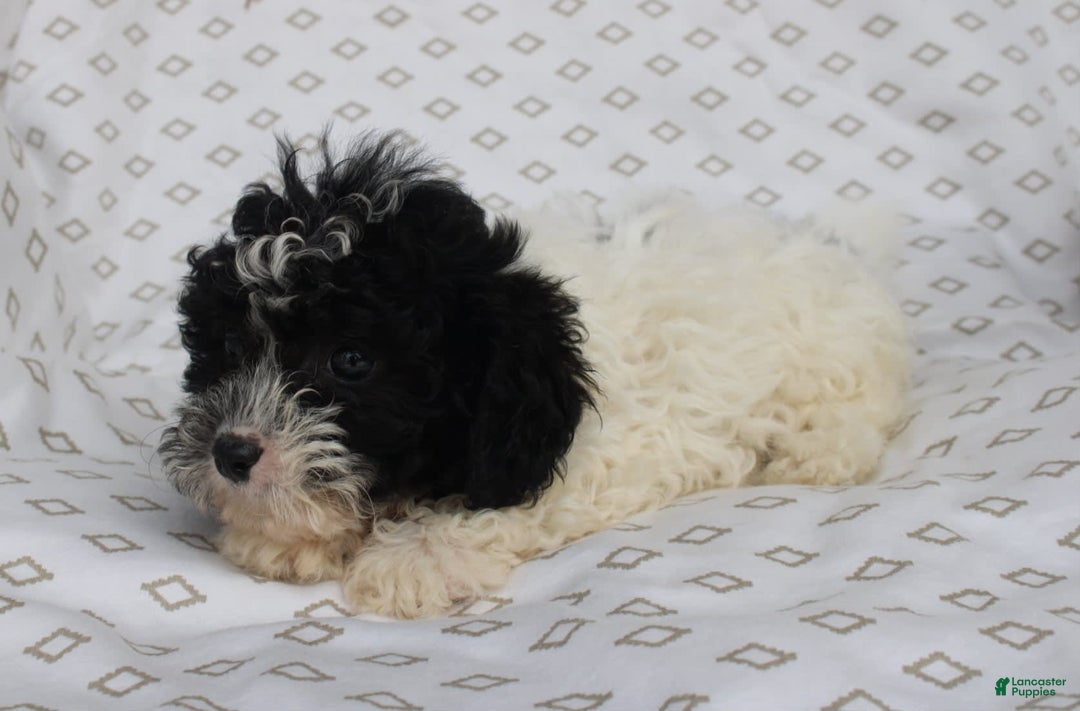 Shihpoo dogs for sale: Sailor - Image 5