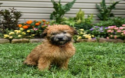 Soft Coated Wheaten Terrier dogs for sale: Ruby - Image 4