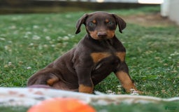 Doberman Pinscher dogs for sale: Dannie - Image 1