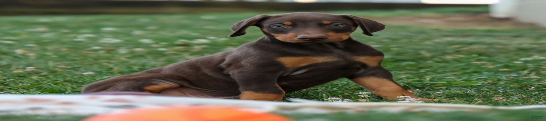 Dannie
