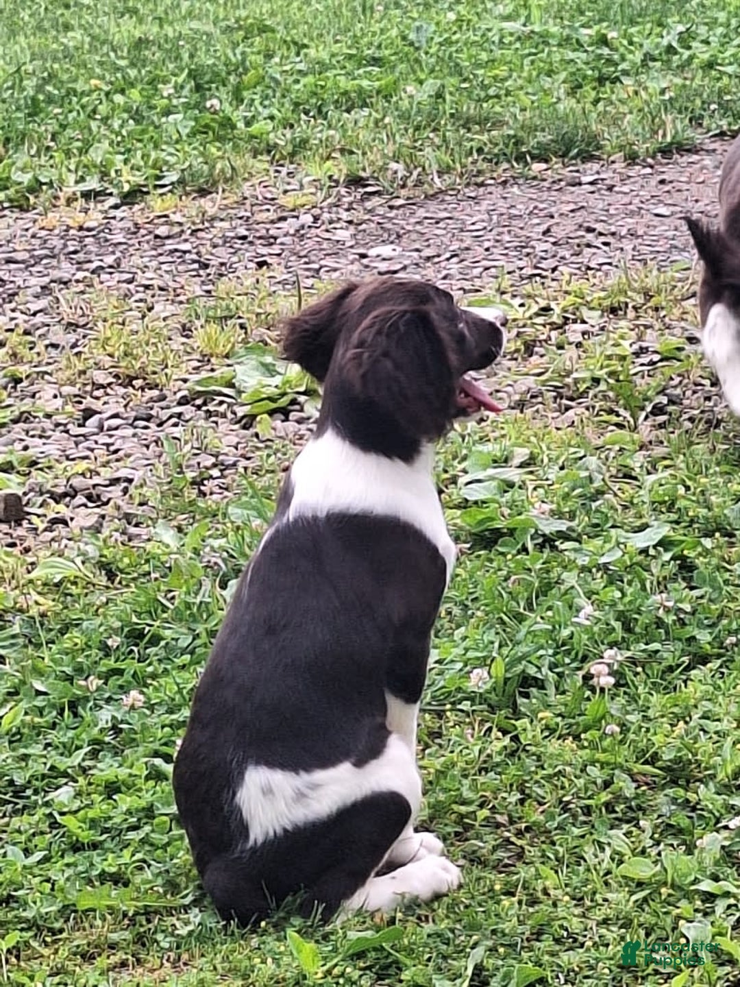 English Springer Spaniel dogs for sale: Jonie - Image 15