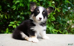 American Corgi dogs for sale: Rose - Image 6