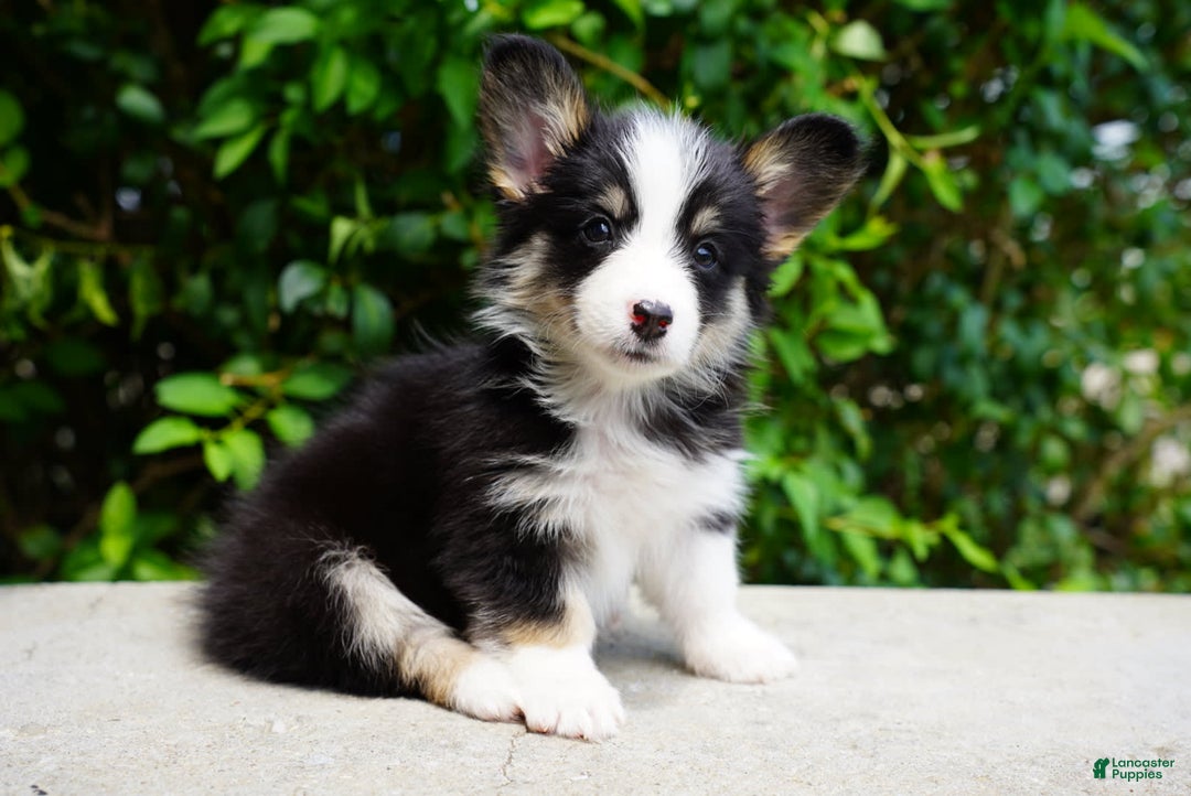 American Corgi dogs for sale: Rose - Image 6