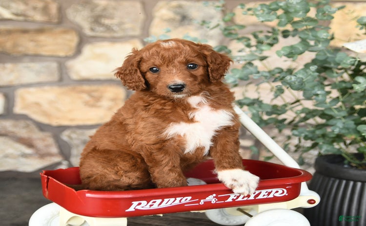 Mini Goldendoodle dogs for sale - Ad 5