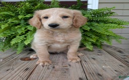 Goldendoodle dogs for sale: Bella - Image 11