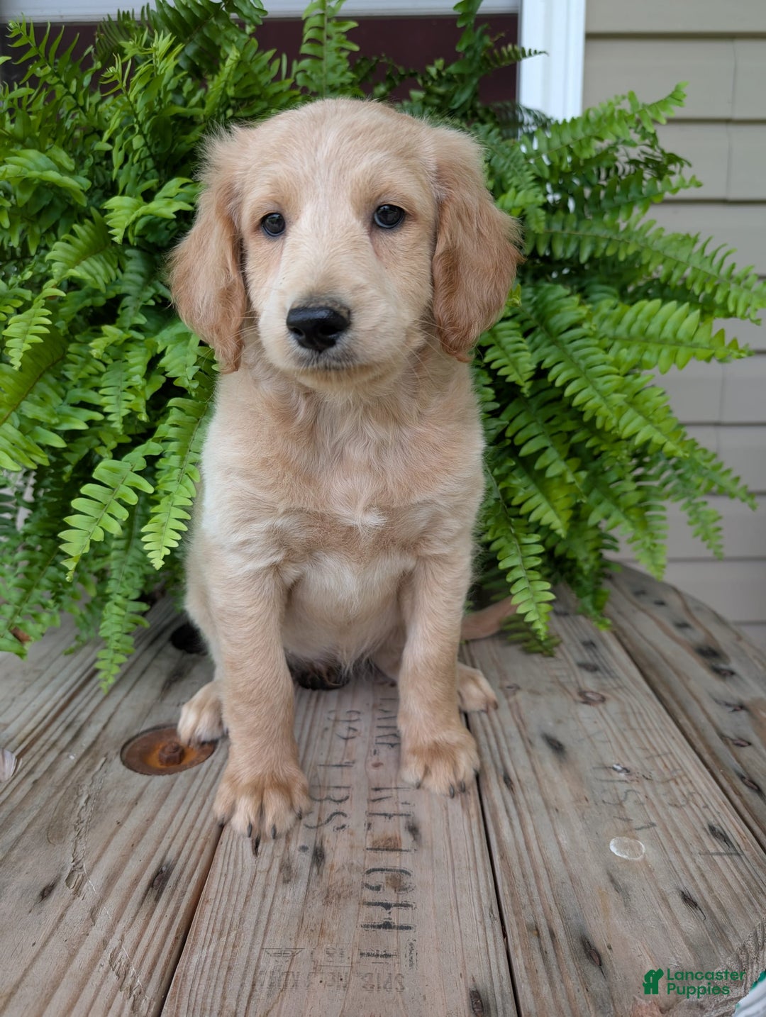 Goldendoodle dogs for sale: Bella - Image 11