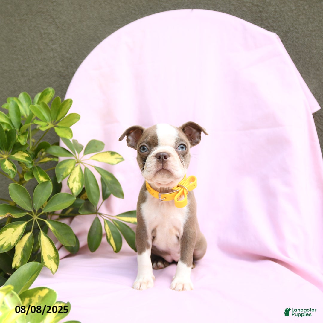 Boston Terrier dogs for sale: Verona - Image 4