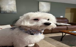 Maltese dogs for sale: Archer - Image 5