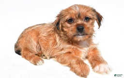 Shorkie dogs for sale: Wendy - Image 1