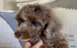 Standard Poodle dogs for sale: Amos - Image 1