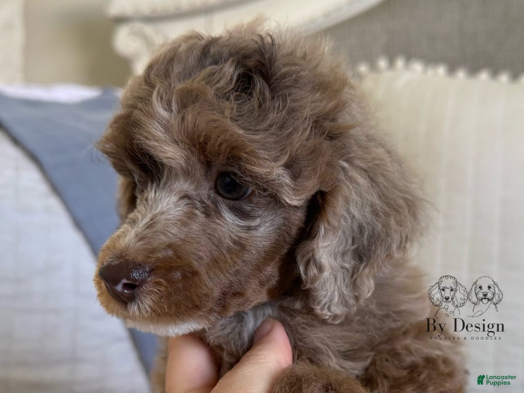 Standard Poodle dogs for sale: Amos - Image 1