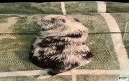 Australian Shepherd dogs for sale: Malibu - Image 5