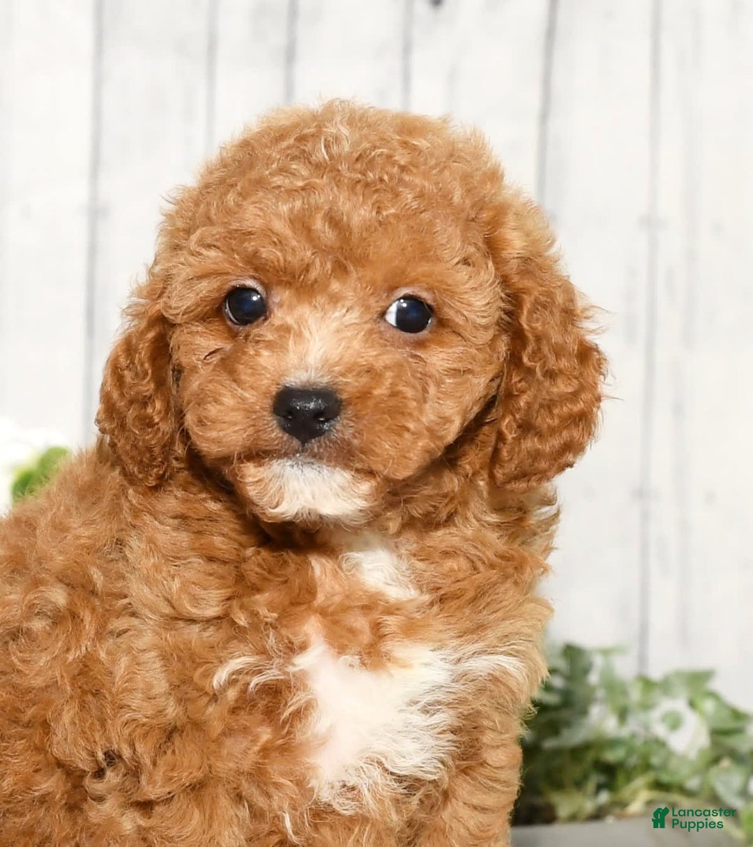 Cavapoo dogs for sale: Travis - Image 7