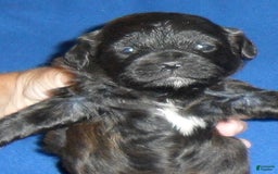 Shihpoo dogs for sale: Toby - Image 9