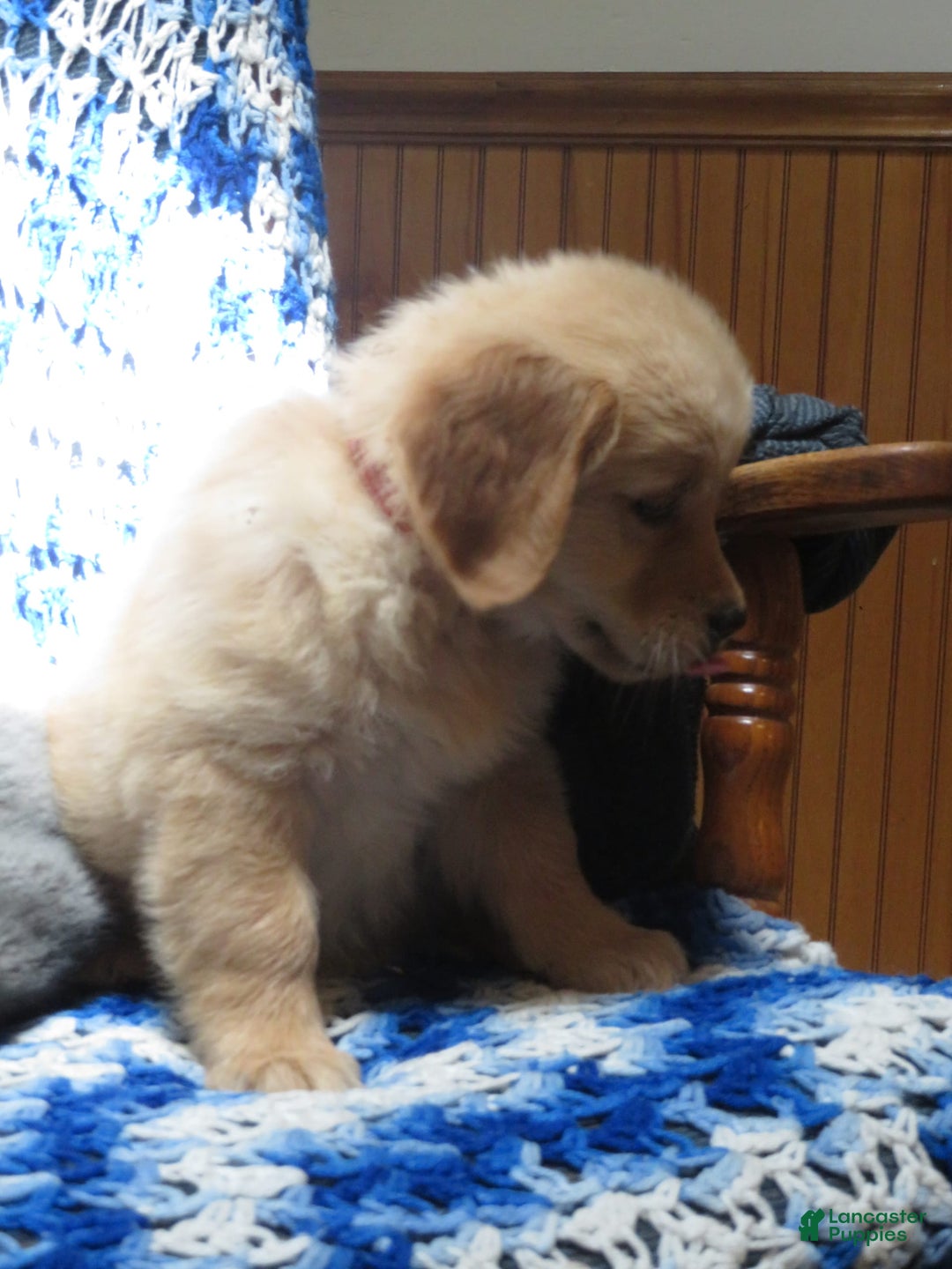 Golden Retriever dogs for sale: Starburst - Image 35