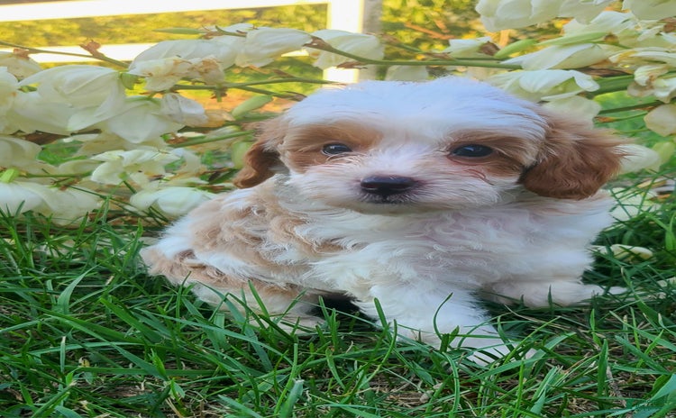 Cavapoo dogs for sale - Ad 3