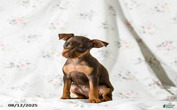 Miniature Pinscher dogs for sale: Cookie - Image 5