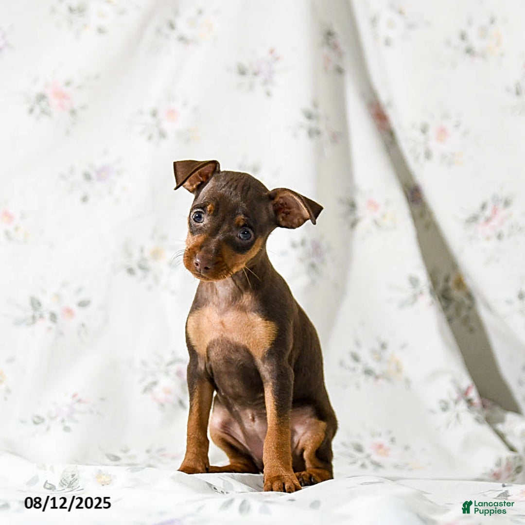 Miniature Pinscher dogs for sale: Cookie - Image 5