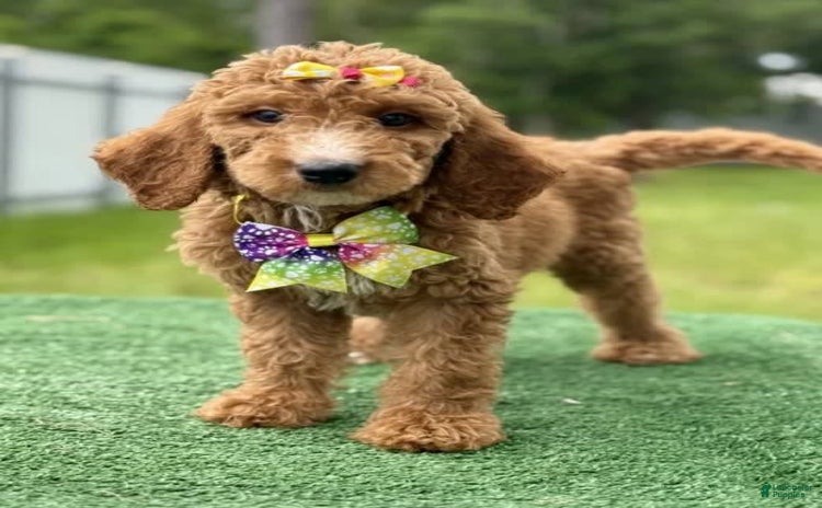 Goldendoodle dogs for sale - Ad 4