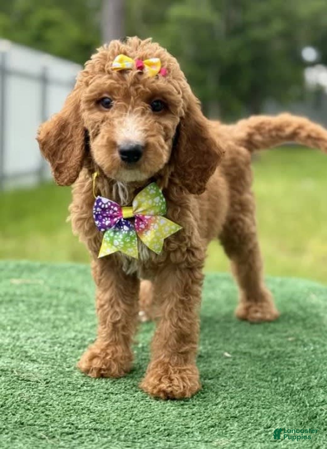 Goldendoodle dogs for sale: Ella - Image 1