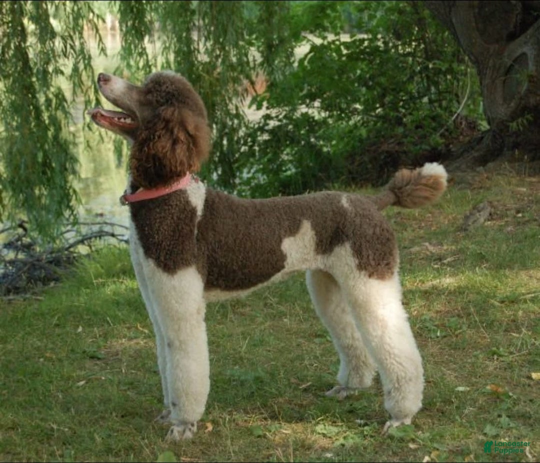 Sheepadoodle dogs for sale: Stormy - Image 4