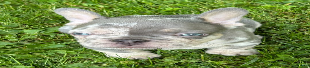 Harvey