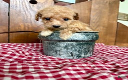 Toy Poodle dogs for sale: Tiny Daisy 🌼 - Image 3