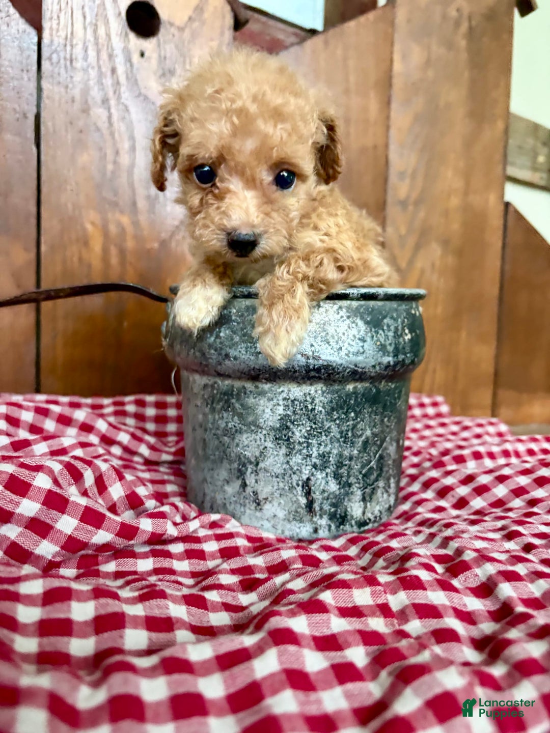 Toy Poodle dogs for sale: Tiny Daisy 🌼 - Image 3