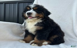 Bernese Mountain Dog dogs for sale: Bailey - Image 9
