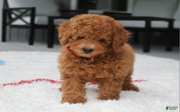 Miniature Poodle dogs for sale: Miniature Poodle 3 puppies - Image 5