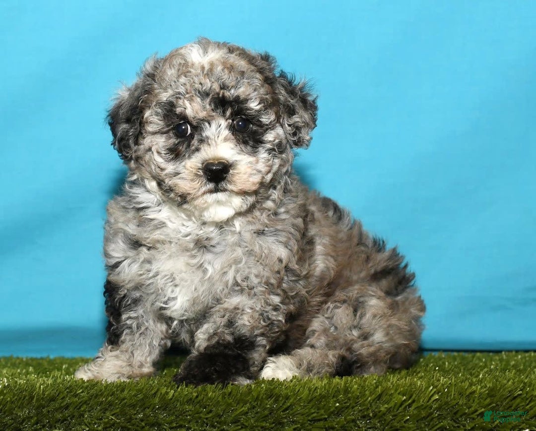 Bichpoo dogs for sale: Minnie - Image 5