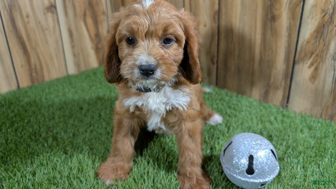 Cavapoo dogs for sale: Honeycomb Girl 9 - Image 10