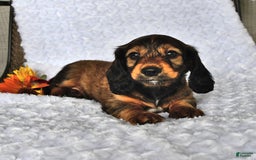 Miniature Dachshund dogs for sale: Kyle - Image 3