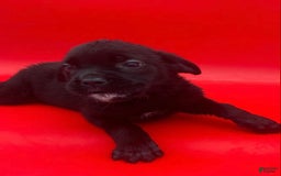 Cane Corso dogs for sale: Casey - Image 1