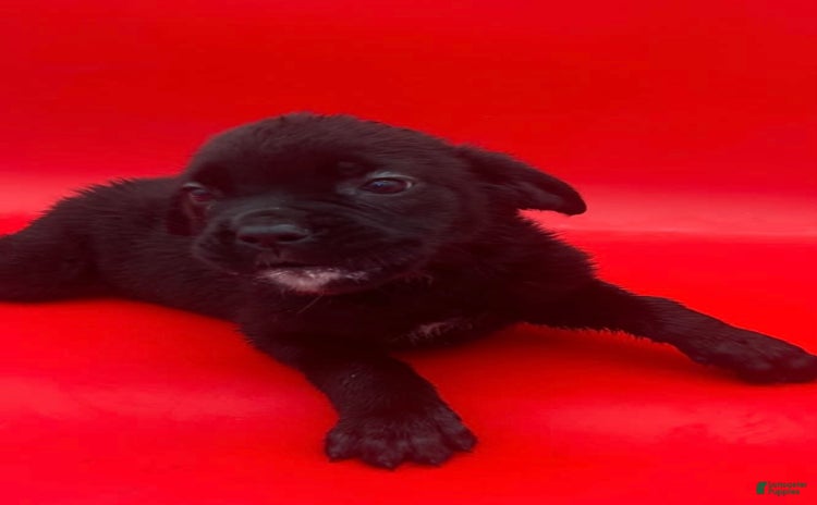 Cane Corso dogs for sale - Ad 5