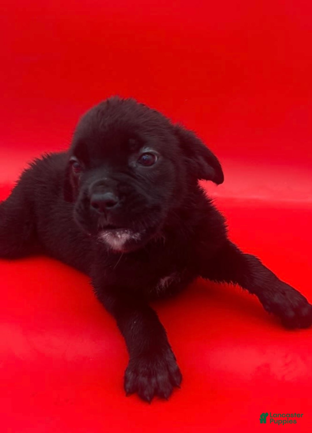 Cane Corso dogs for sale: Casey - Image 1
