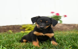 Jack Russell Terrier dogs for sale: Klifford - Image 2
