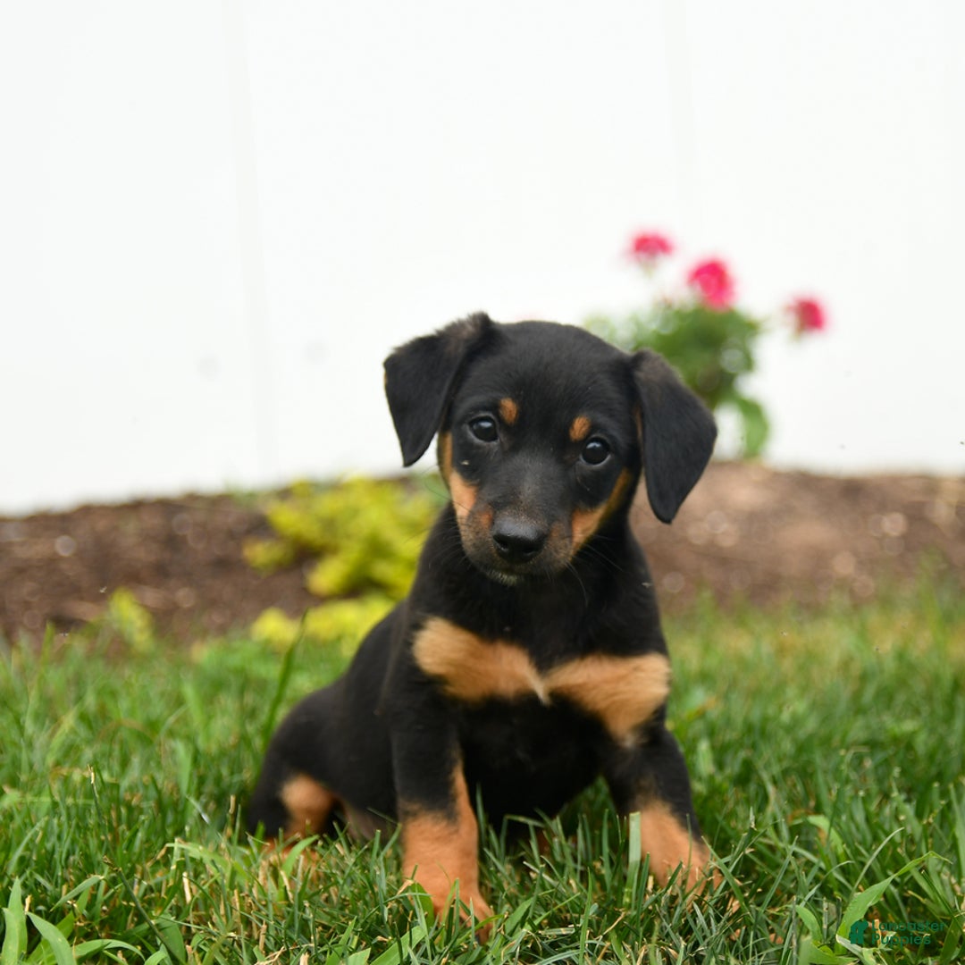 Jack Russell Terrier dogs for sale: Klifford - Image 2