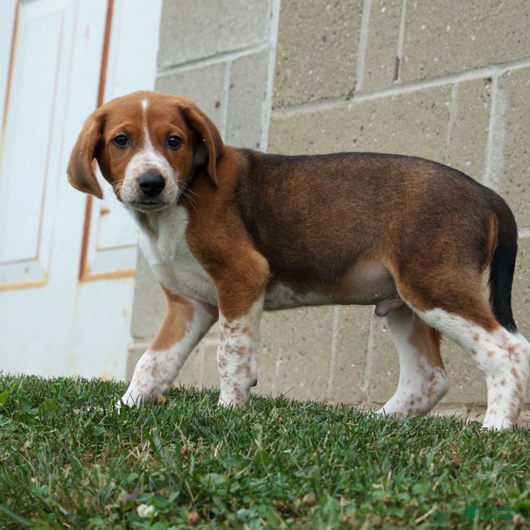Beagle dogs for sale: Cooper - Image 2