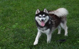 Pomsky dogs for sale: Charlie - Image 11