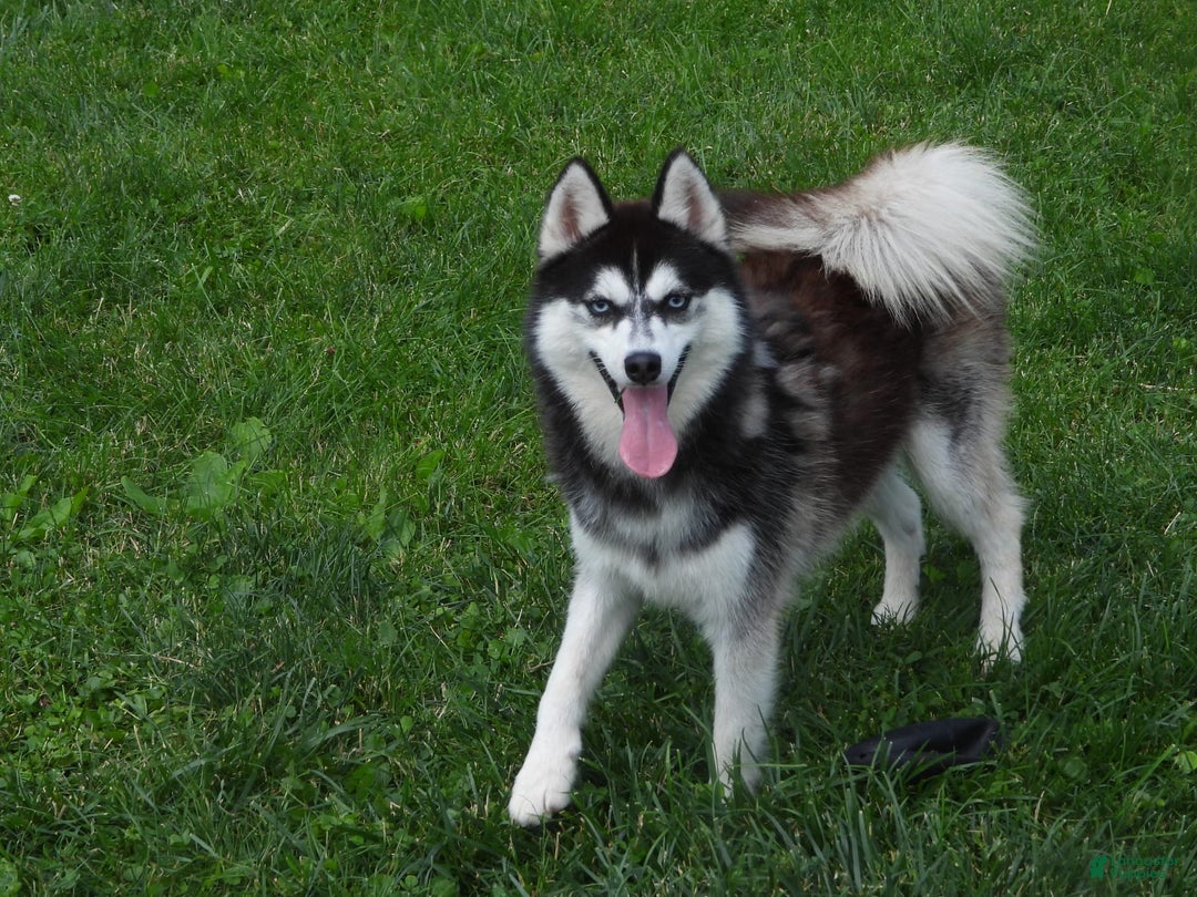 Pomsky dogs for sale: Charlie - Image 11